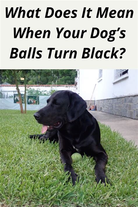 dogs balls turning black